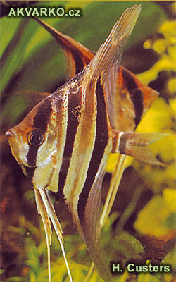 I když se již skaláry vysoké v nádrži zklidní, potřebují stále dostatek skrýší.